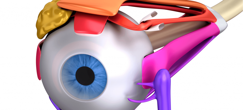 computer model of eye