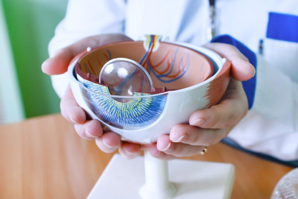 Ophthalmologist holding a model of the eye