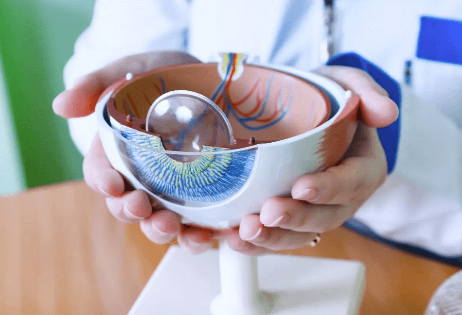 ophthalmologist holding a model of the eye